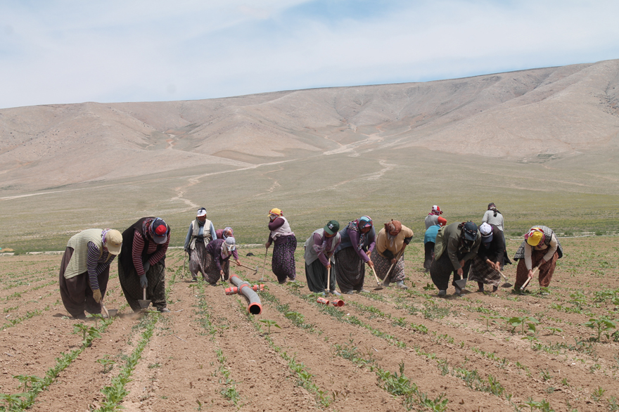 tarim-iscisi-pancar-ekin-gocu-(48).jpg